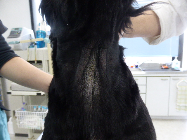 胸部