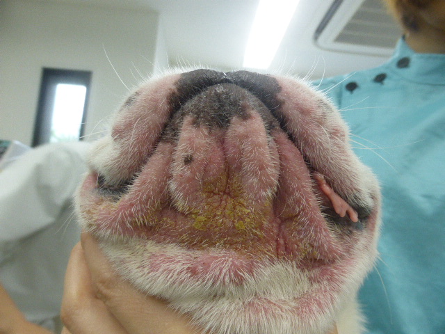 フレンチブルドッグのアレルギー性皮膚炎 神戸フランダース犬猫皮膚科動物病院