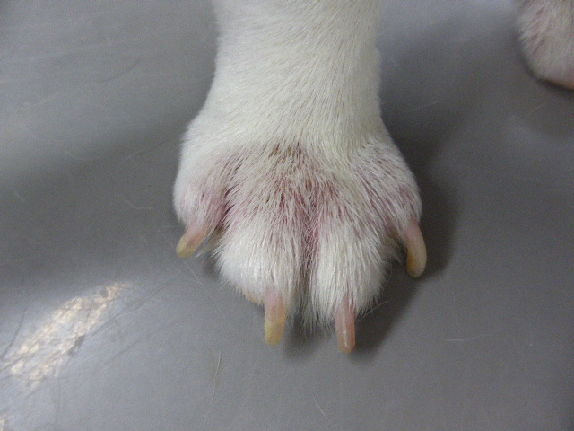 アレルギー性皮膚炎の症例写真 神戸フランダース犬猫皮膚科動物病院