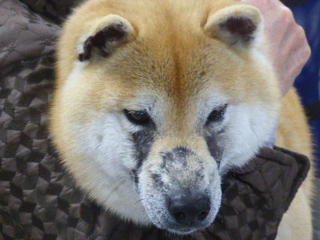 顔面