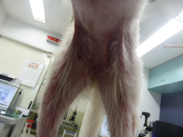 腹部