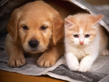 犬猫の触覚