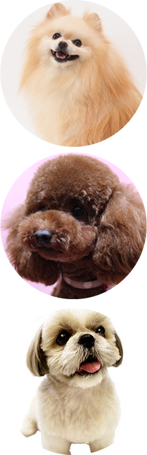 小型犬