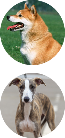 中型犬