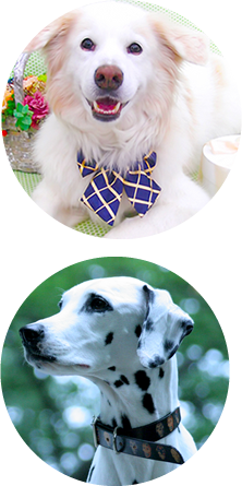 大型犬